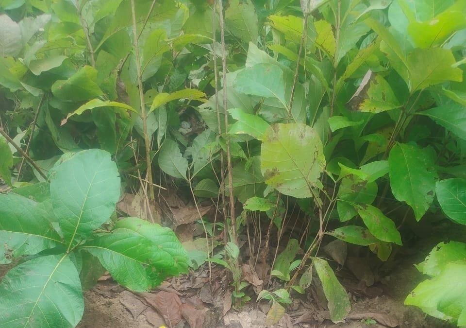 Elephants trampled the forest department's nursery, broke the gate