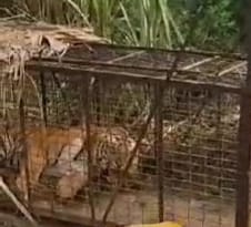 Tiger captured in cage, crowd gathered to watch