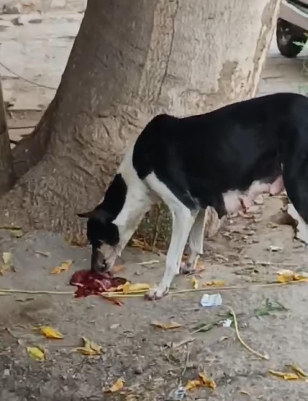 Video of dog eating meat in civil hospital premises goes viral, committee will investigate