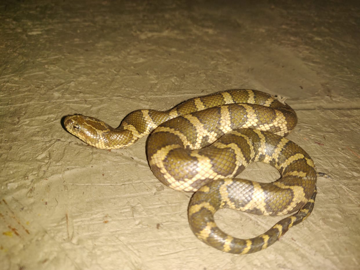 Siebold snake of rare species seen in Dudhwa after 66 years