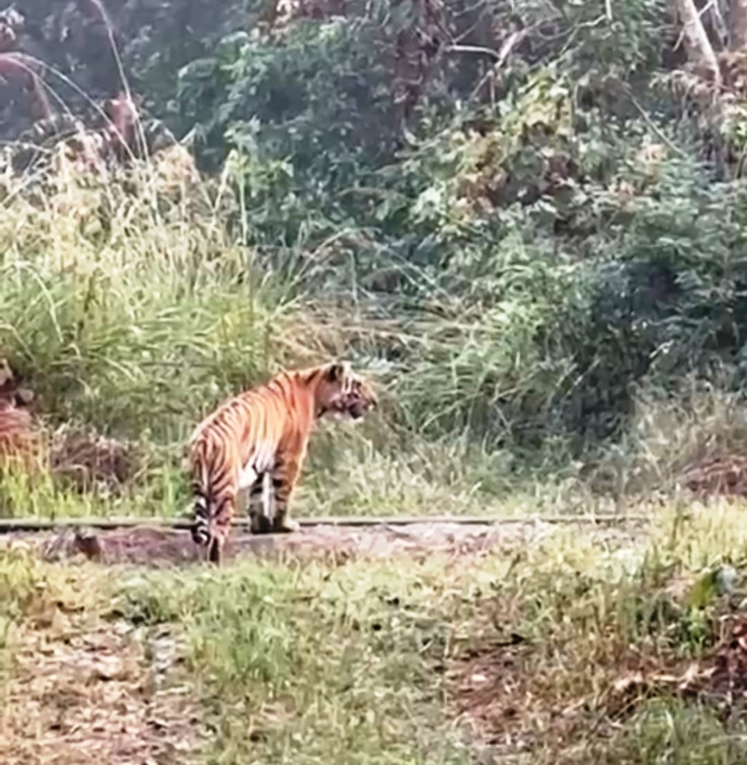 After Kishanpur, now tigers are seen in Dudhwa also