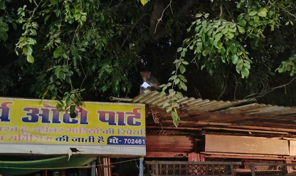 Damoh Red faced monkeys have become a problem for the people