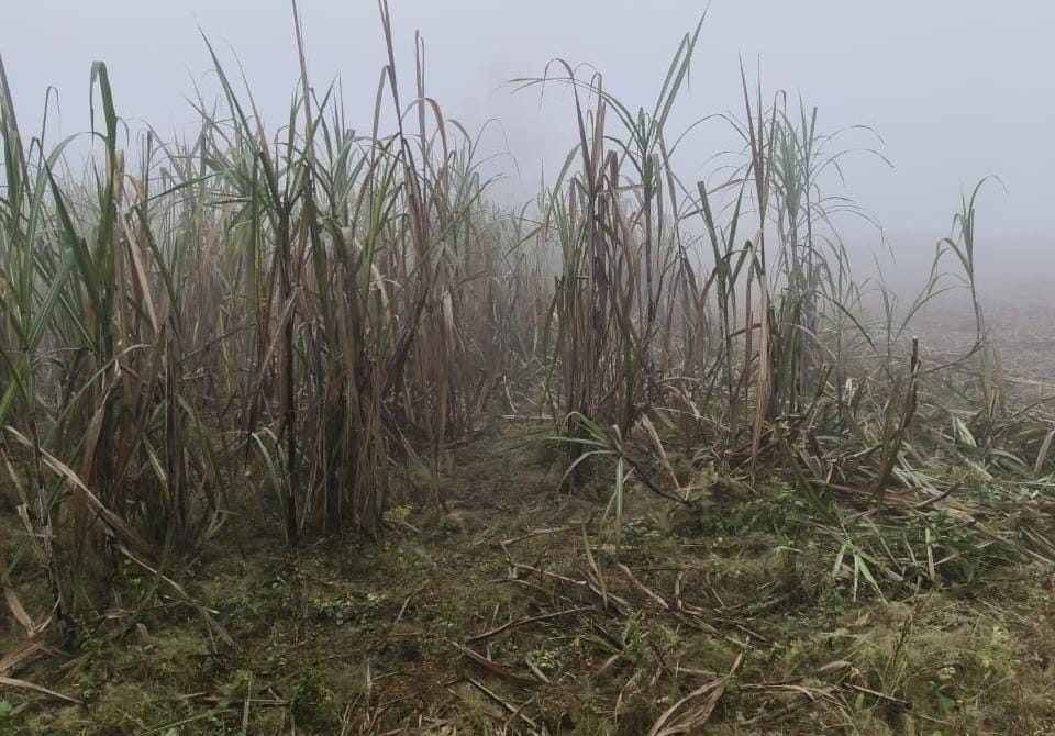 Farmers are peeling sugarcane by bursting crackers in fear of tiger