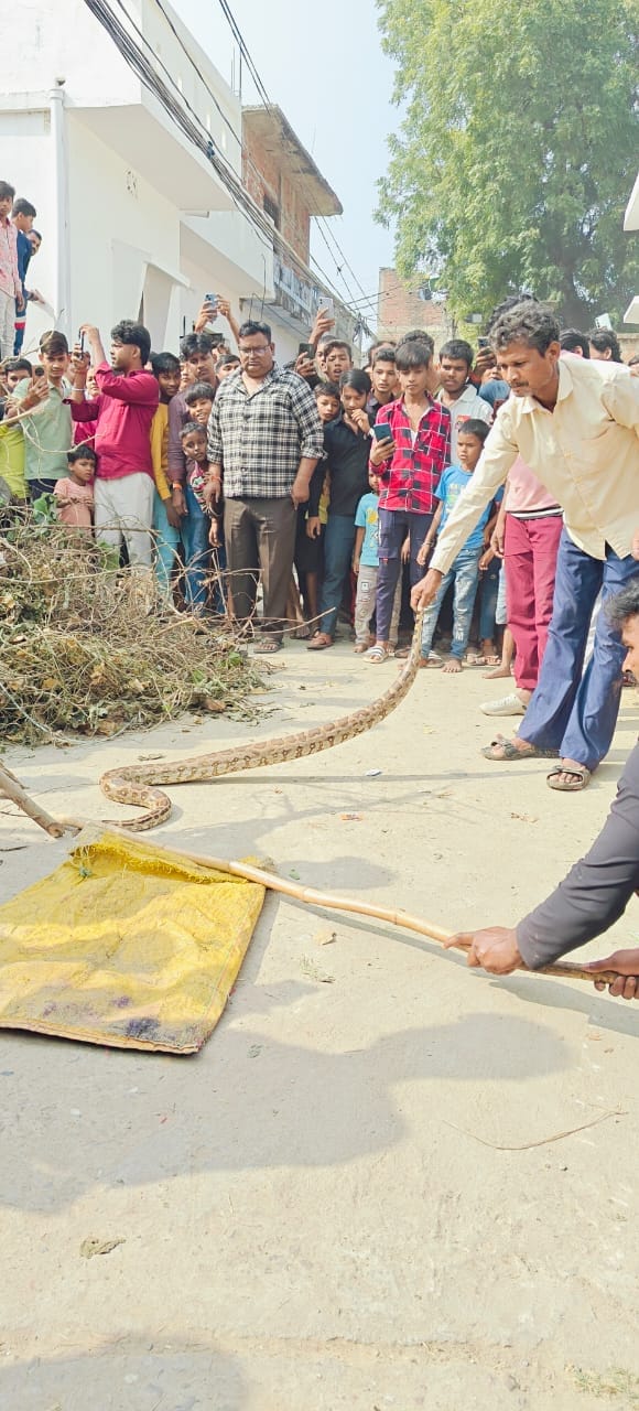 Python found in Maghar town, youth caught it
