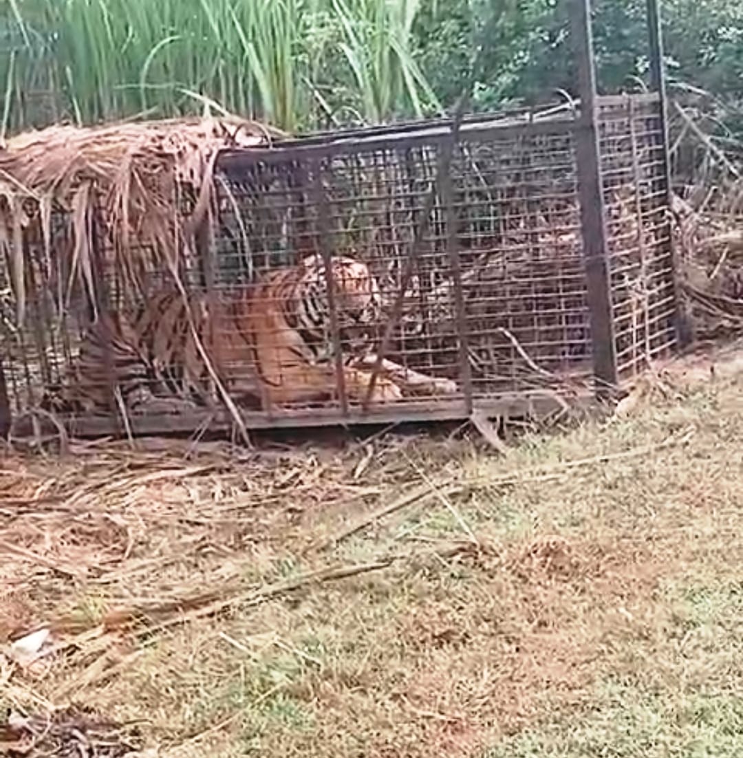 The tiger kept roaring throughout the day in Majhgain range, the process of releasing it in the forest is stopped