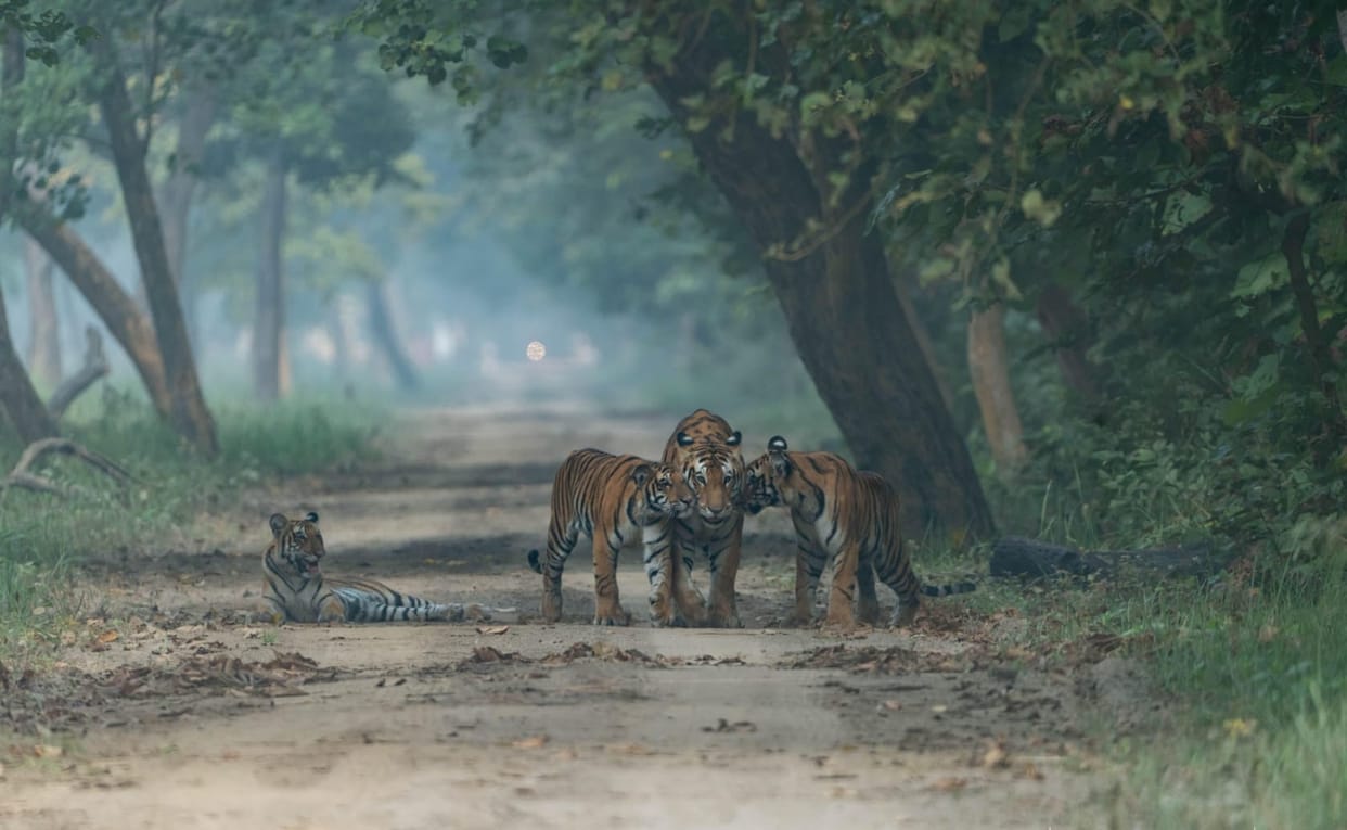 Dudhwa Tiger Reserve will keep a record of where tigers were seen
