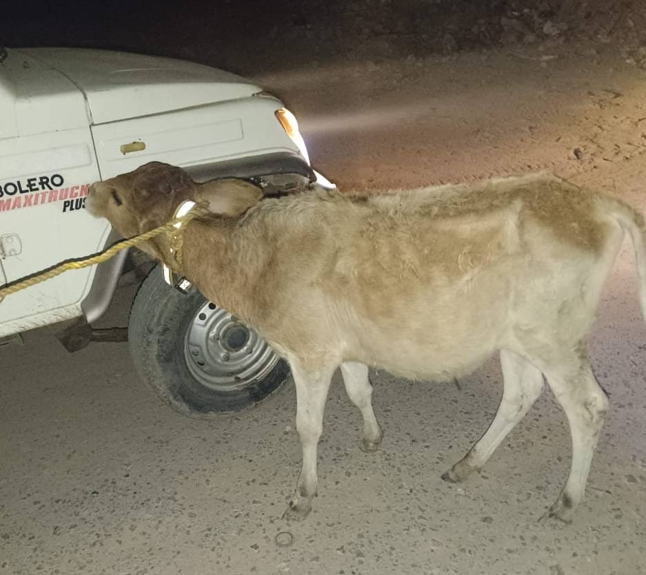 The campaign to catch stray animals started again in