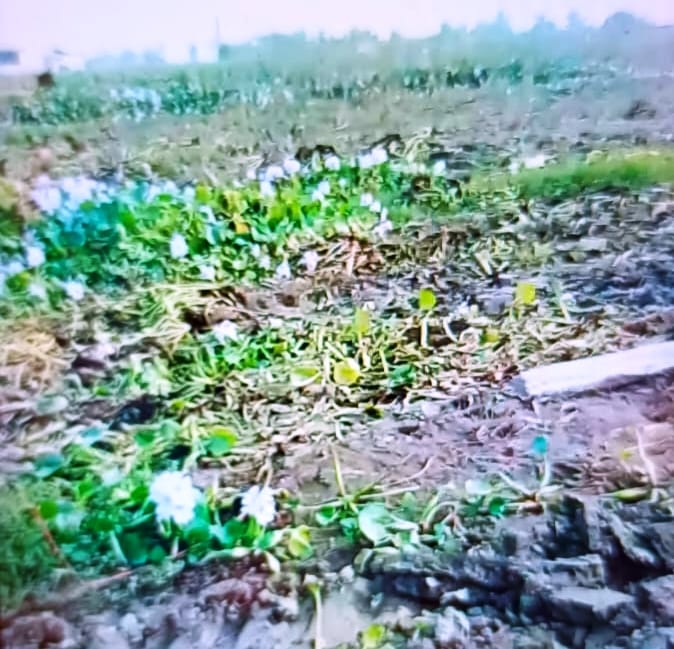 The bullies turned over the lentil crop of the villager and put water hyacinth in the field