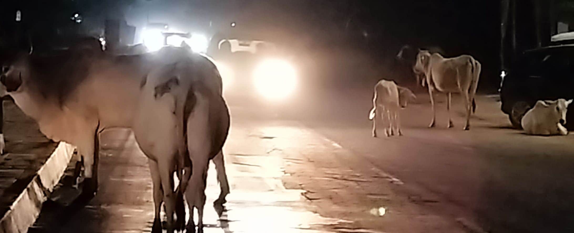 सड़क पर लावारिश पशु (फाइल फोटो)