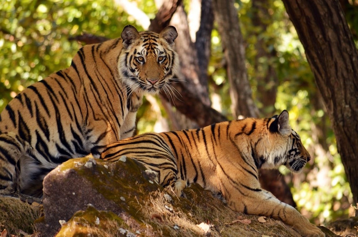 Shahdol News: A villager who went to collect wood was killed by a tiger