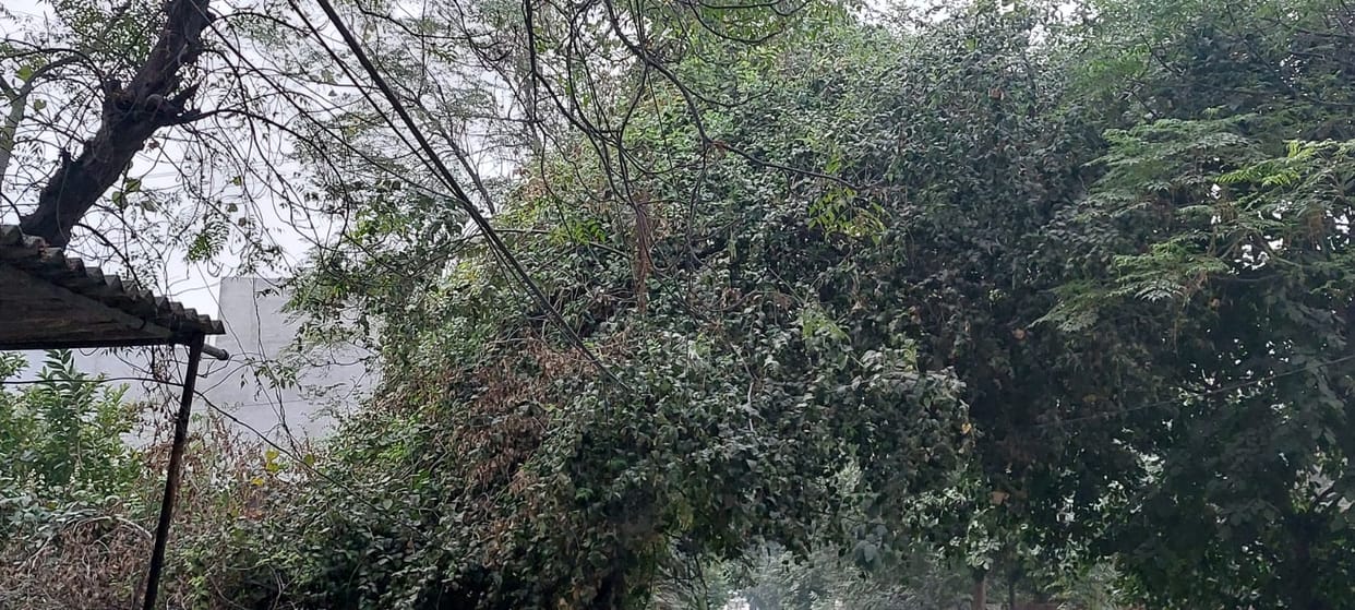 Twigs hanging on electric poles and wires become a danger