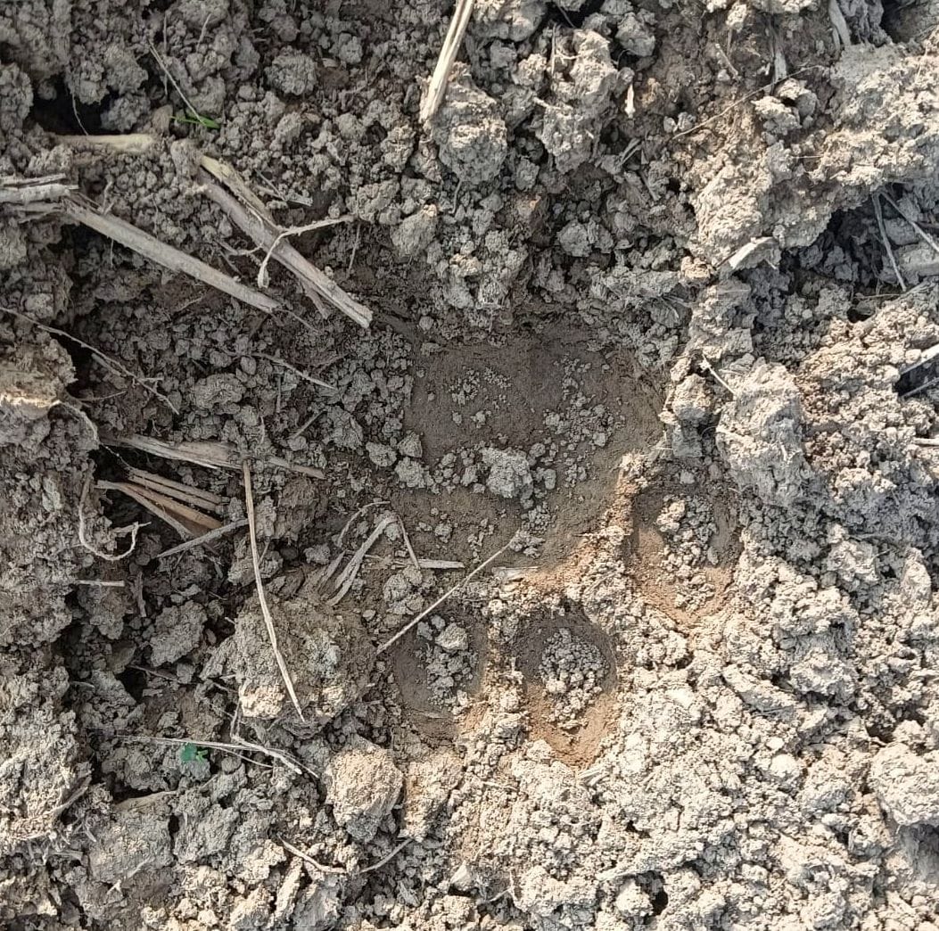 Footprints of wild animal seen in the village