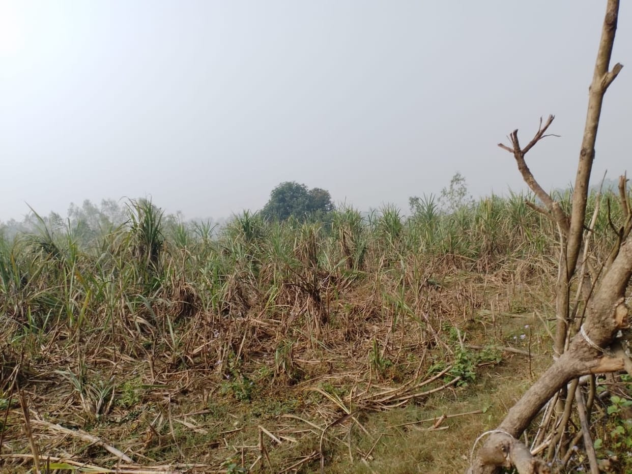 Elephants destroyed the sugarcane crop