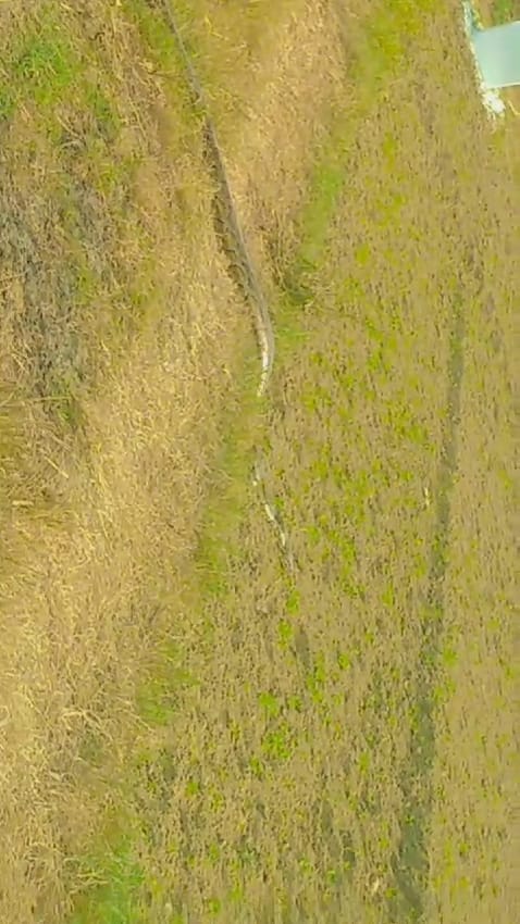 15 feet long python roaming in the fields, farmers scared