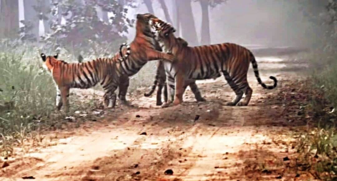 Four tigers seen having fun in Kishanpur