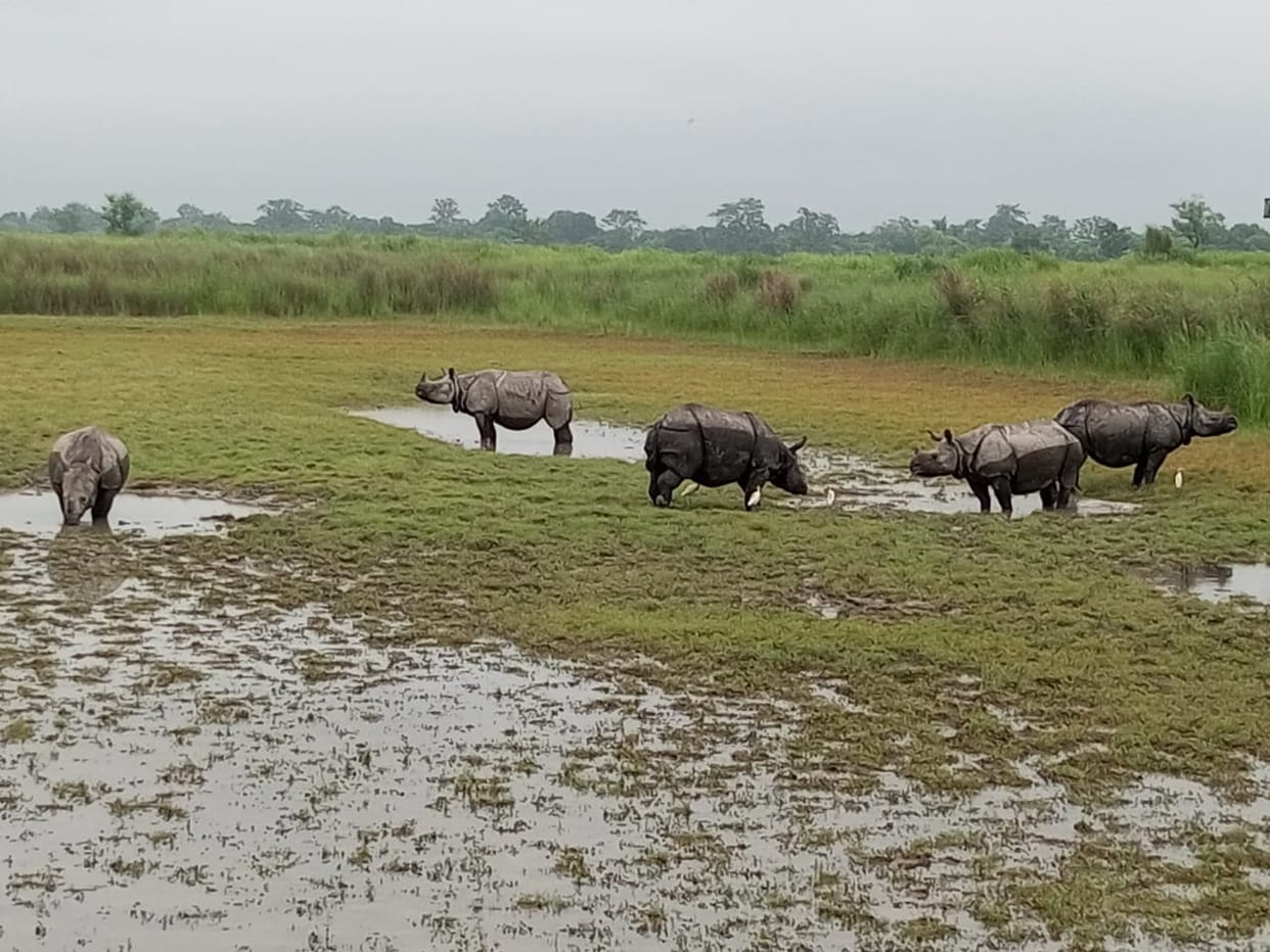 Countdown begins... Rhinos will get freedom soon