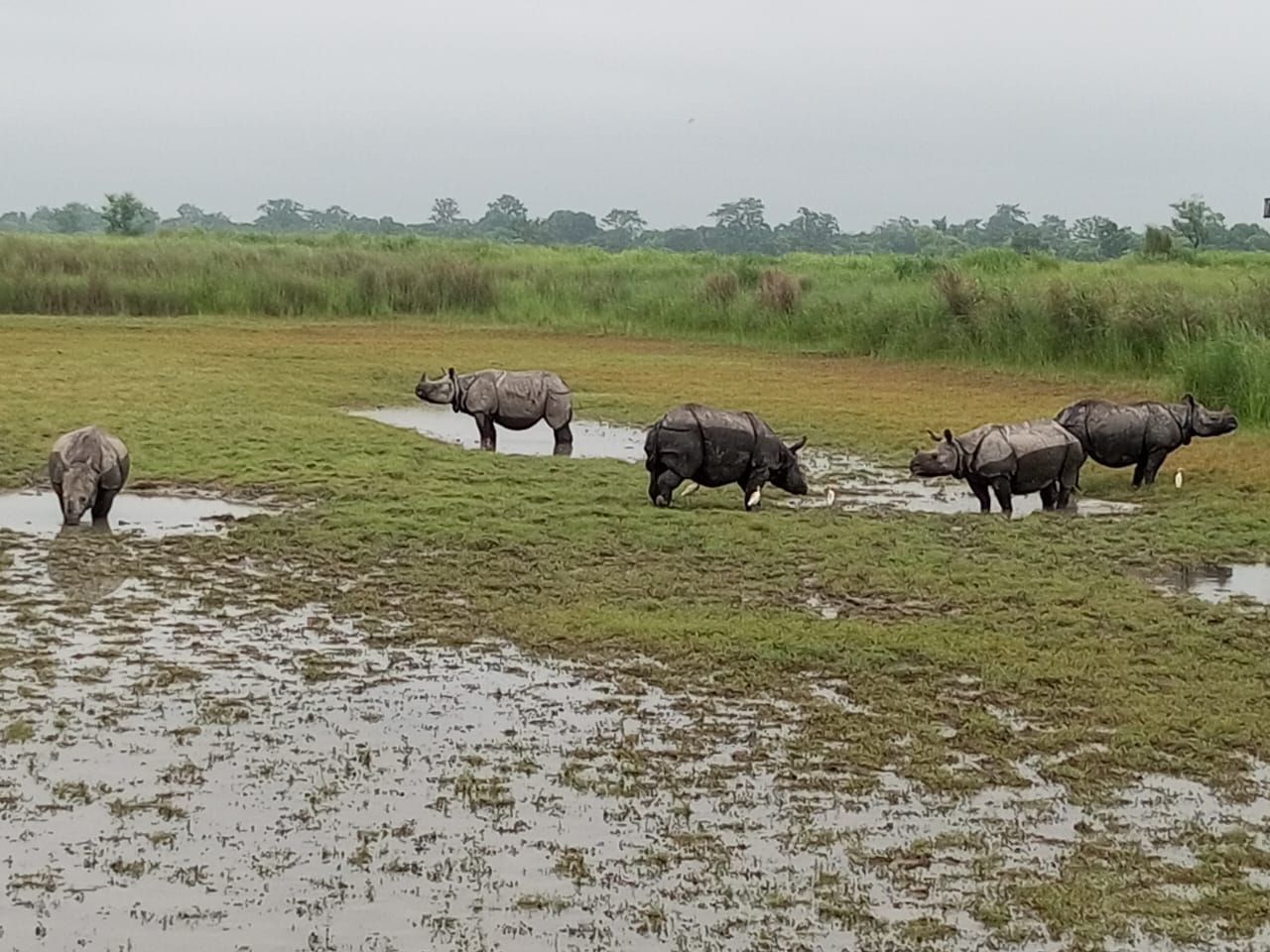 If you want to see tigers elephants and rhinoceroses, then visit Dudhwa before 15 June