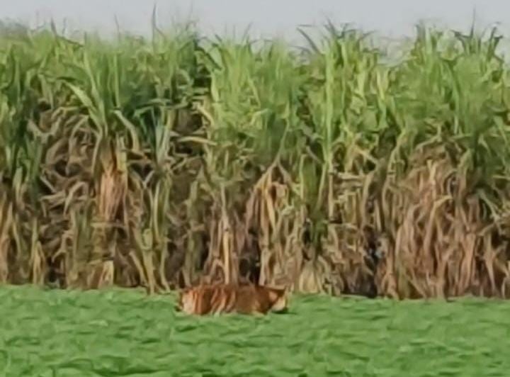 Tiger seen strolling in potato field