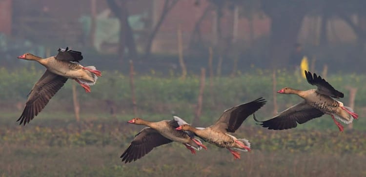 उत्तराखंड: 144 बर्ड वॉचर ने विभिन्न स्थानों पर देखे 344 पक्षी, नैनीताल में दिखी सबसे अधिक परिंदों की प्रजाति