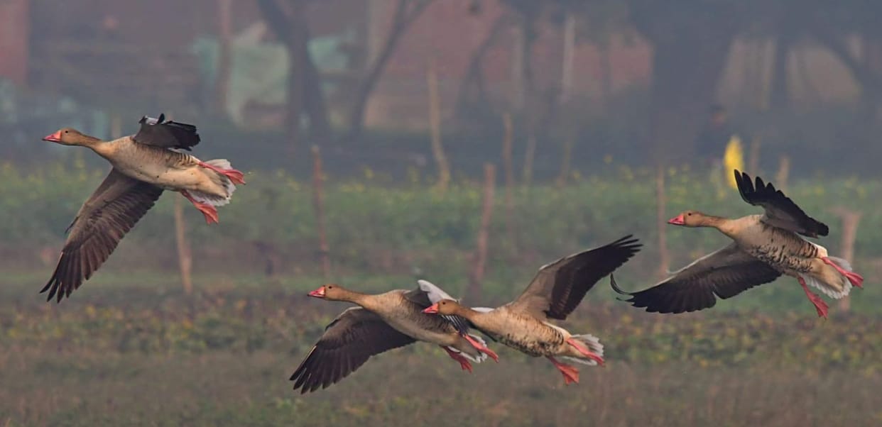 Uttarakhand Bird Count Nainital district has the highest number of bird species