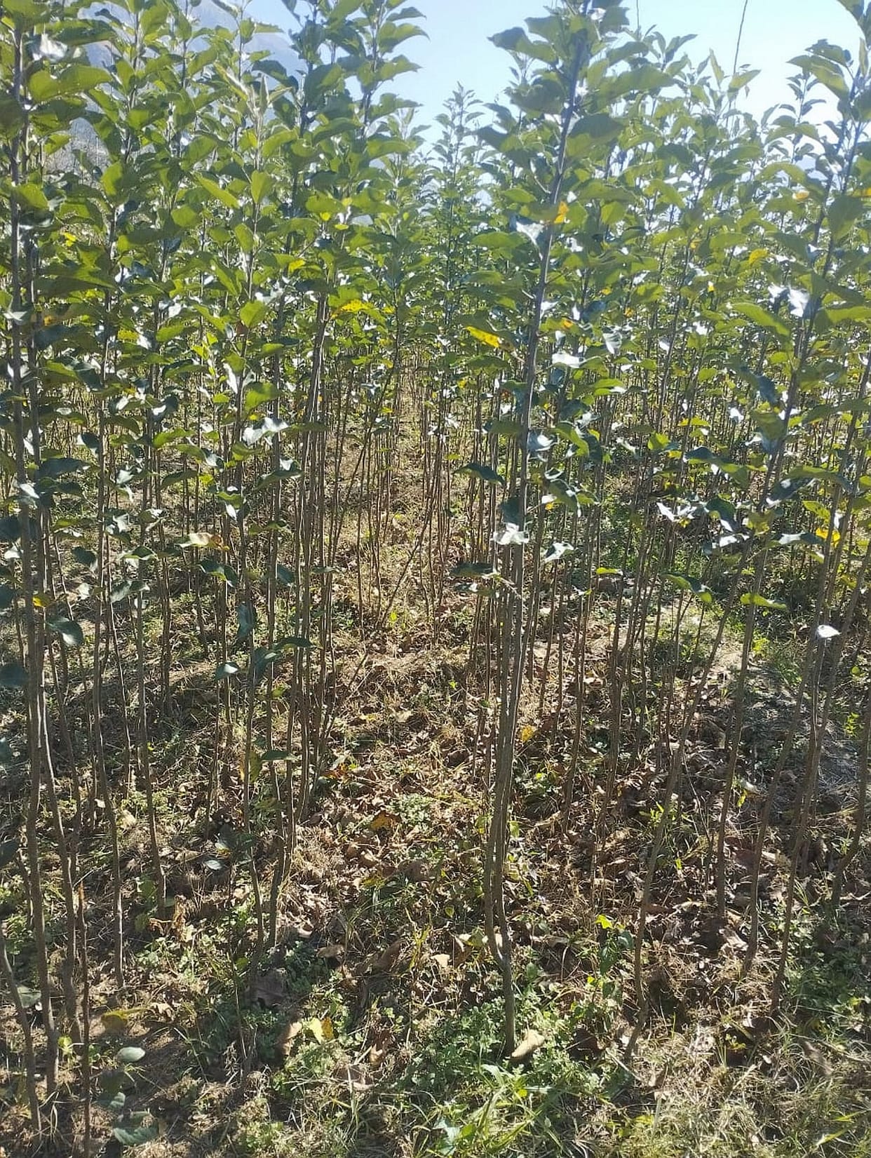 New saplings of apple and plum prepared in nursery are not getting buyers