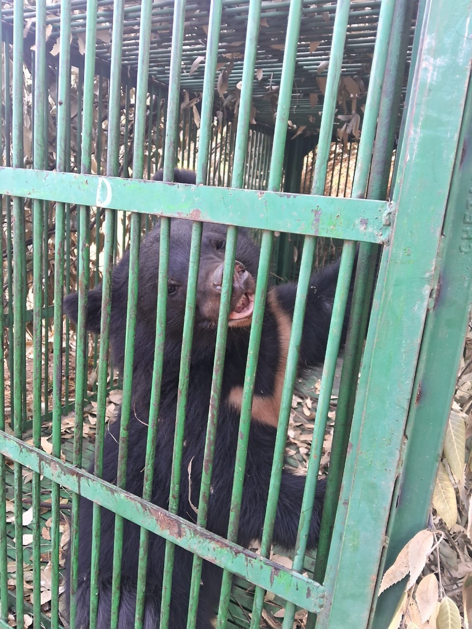 Bears will be controlled with anidhar system, Rampur Bushahr, Shahdhar Panchayat, Shalati Ghodi