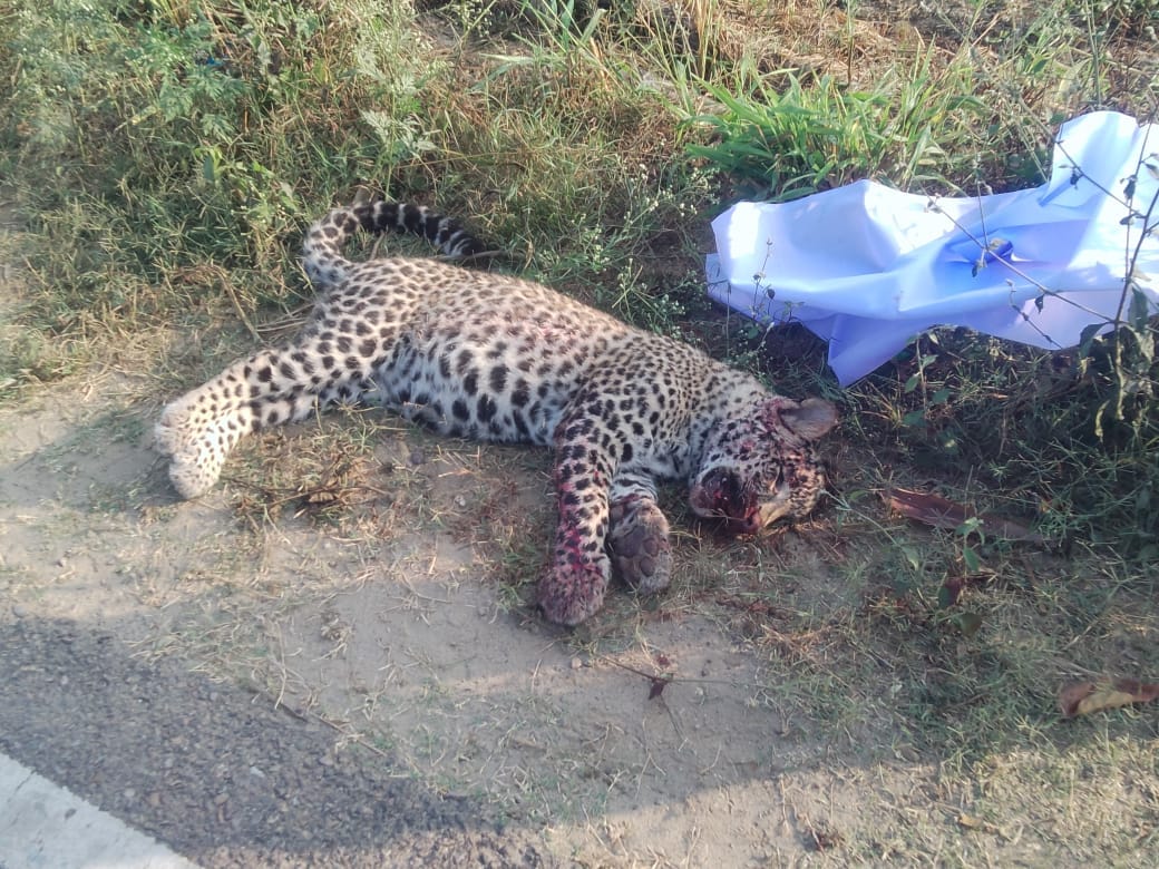 Leopard found dead on roadside in Thathal