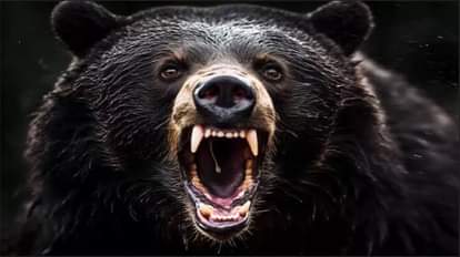 Bear attacks in Chamoli 12 people two dead Uttarakhand News in hindi