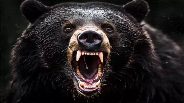 Chamoli News bear attack on woman cutting grass badly injured referred to higher center