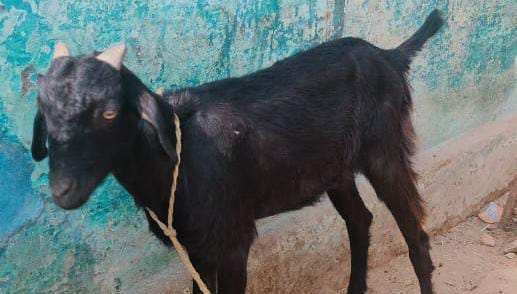 Shahdol goat stolen from home was sold in brother shop and was caught
