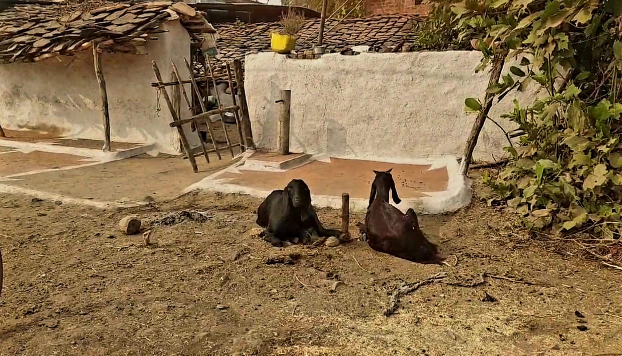 Sagar miscreants stole goats from car at midnight and fled injured goat rearing couple when they resisted