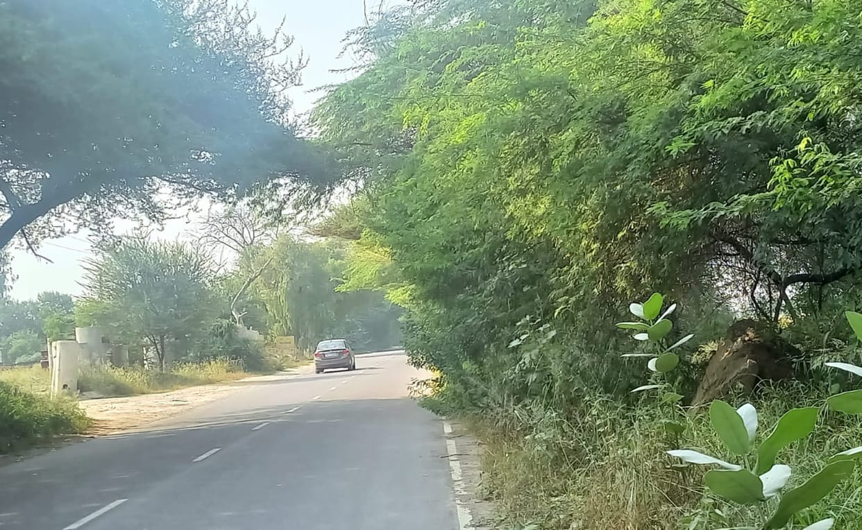 Hanging branches on the link road, no berm on the roads