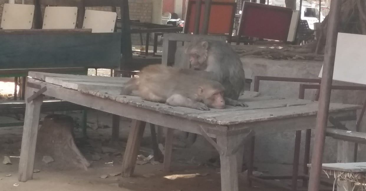 City Magistrate's Court ordered Municipal Commissioner to get rid of monkeys