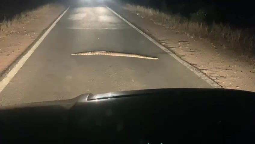 While crossing the road after swallowing the prey, a python came in front of the DFO's vehicle