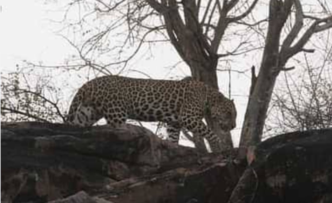 Damoh Tendukheda surrounded by wild animals is tourist destination wild area starts two kilometers away