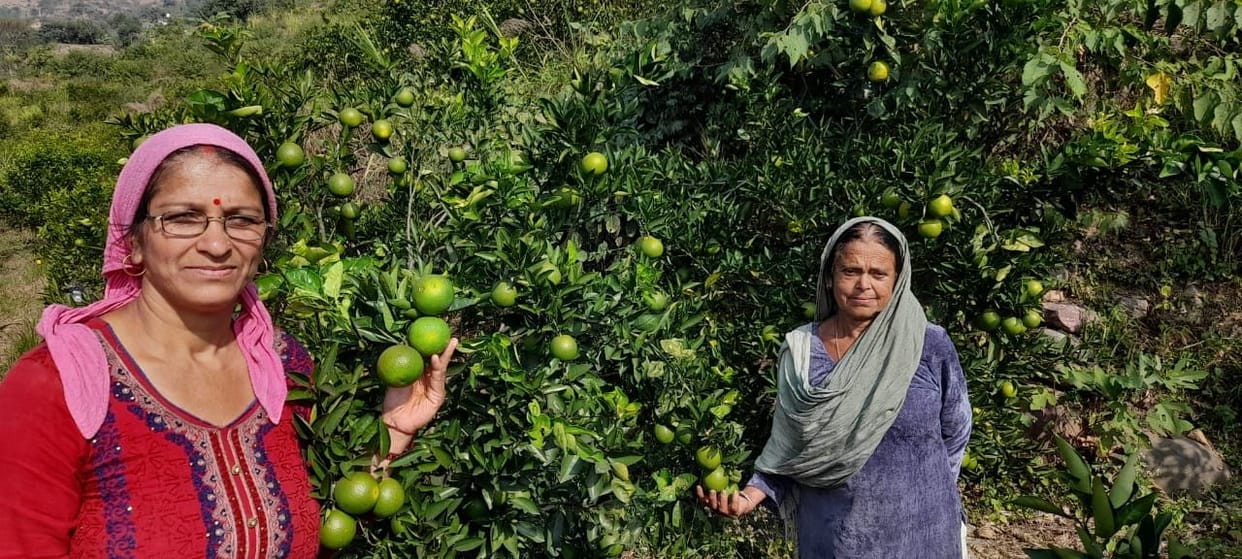 Bumper production of fruits in cluster, no buyers available