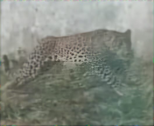 Leopard entered the factory grounds, the cleaning worker ran away and saved his life