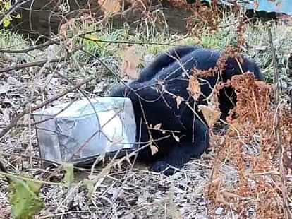 Chamoli News Bear reached populated area in search of food head stuck in canister