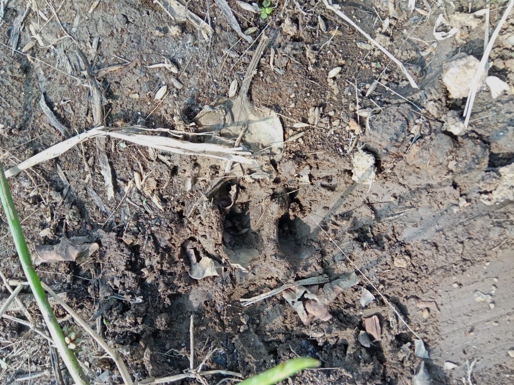 The leopard took away the dog's puppy in front of the farmer in Damoh