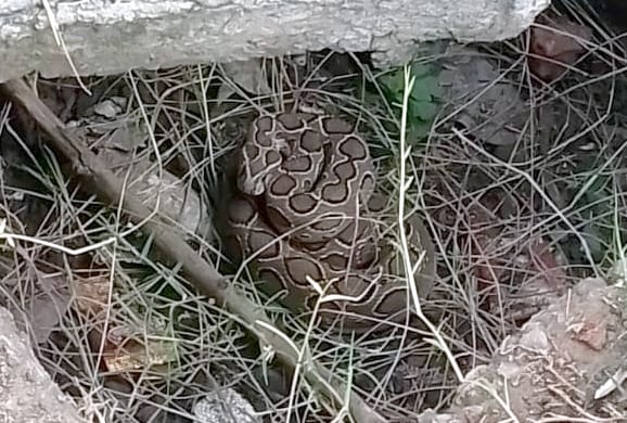 Python entered primary school, children got scared