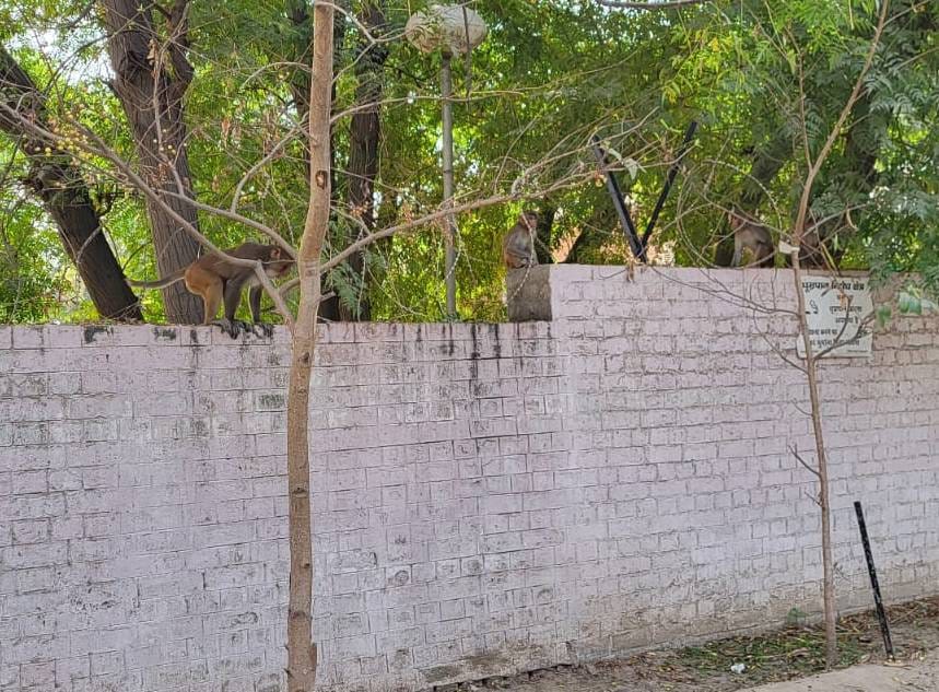 A group of monkeys created havoc in the court premises and the city, the agency is not coming despite the contract