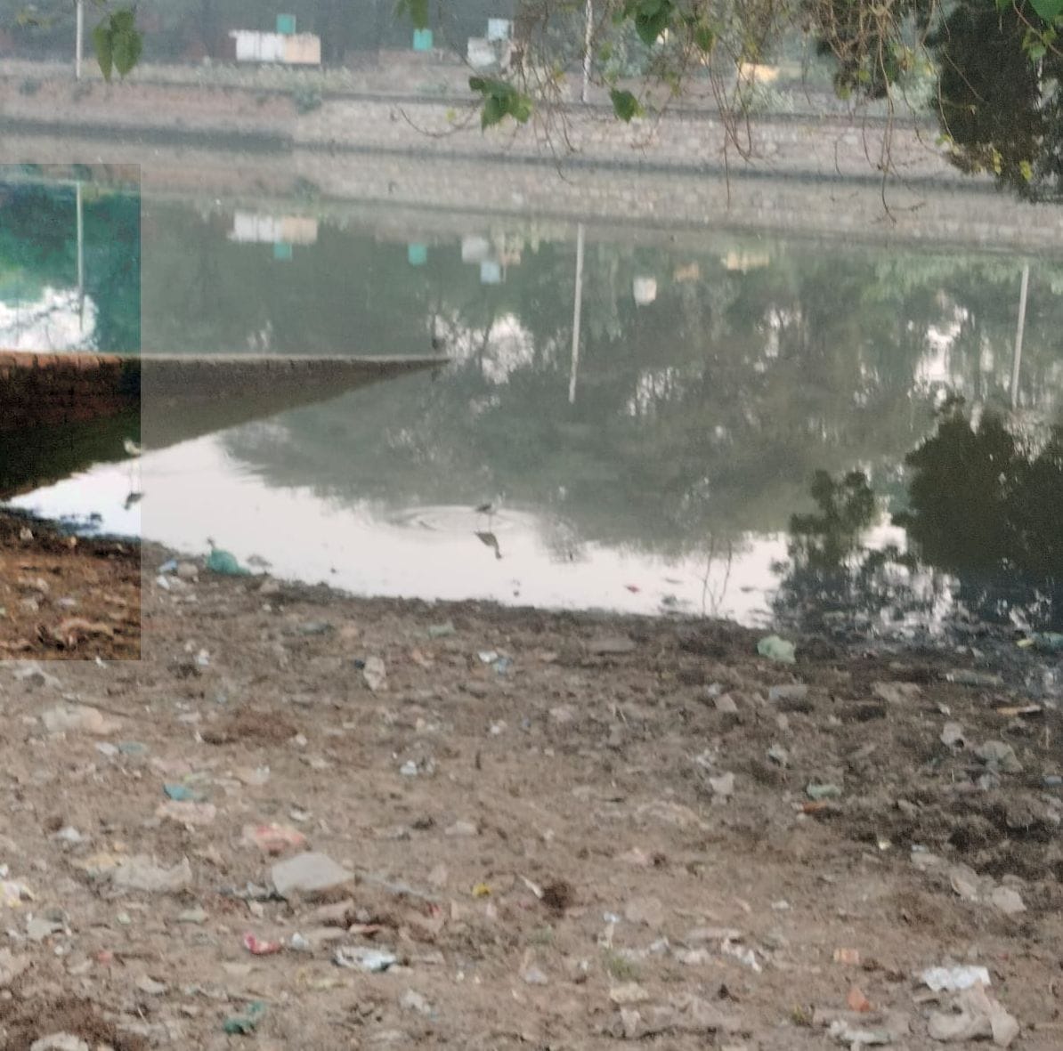 The pond has not been cleaned for 20 years, cattle herders forced to feed dirty water