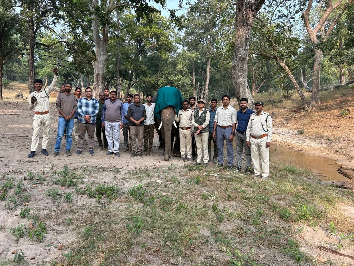 Collar satellite is now being used to monitor the movement of elephants