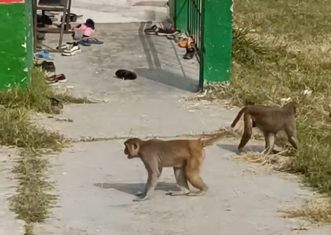 Monkey terror in primary school
