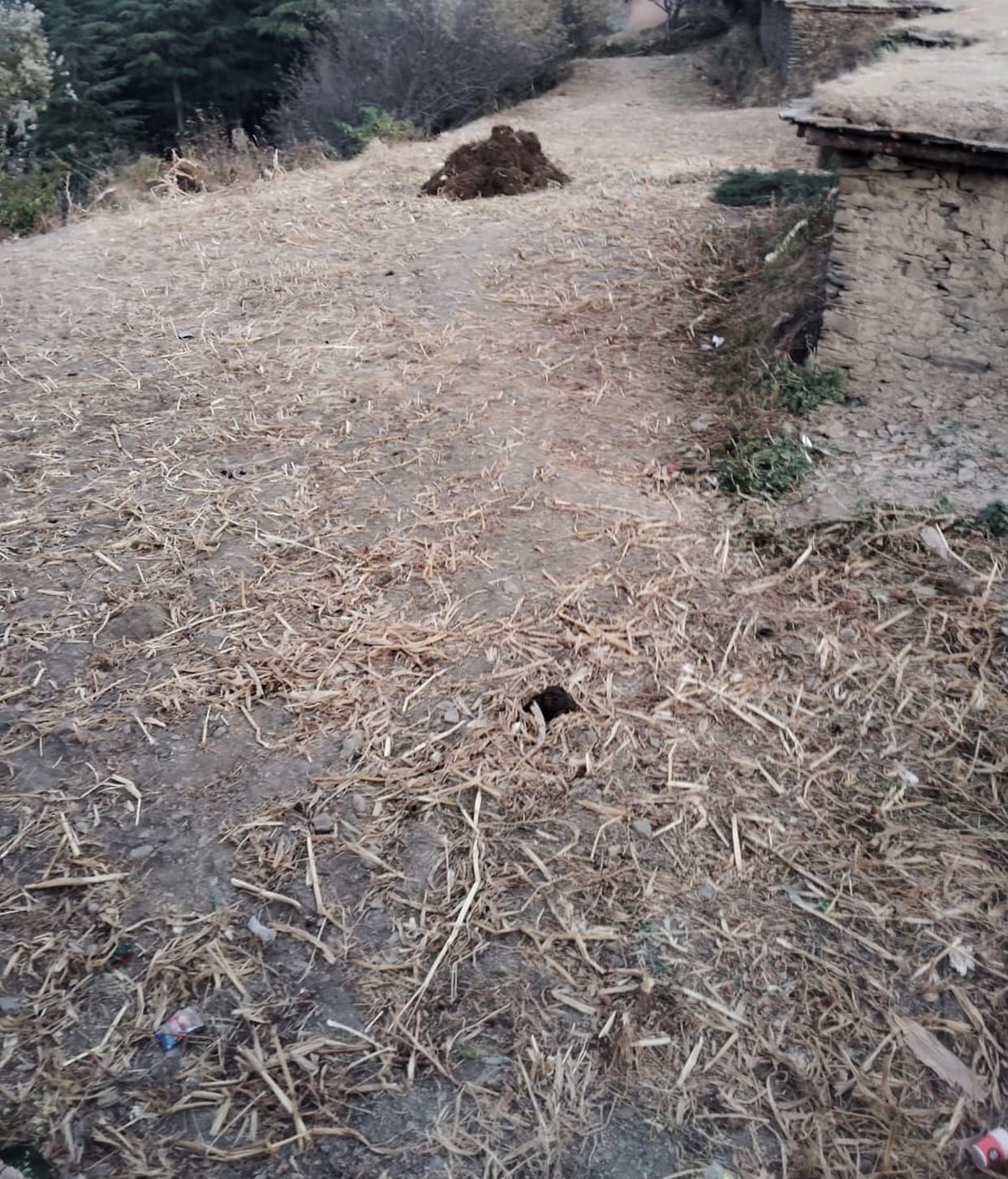 Was forced to sow wheat, now crops of potatoes, peas and beans are stuck