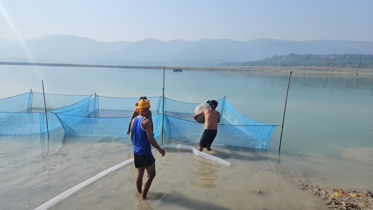 56 lakh fish seeds put in Gobind Sagar lake