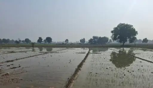 Rajbaha's drain overflowed, then thirty bighas of crop filled with water