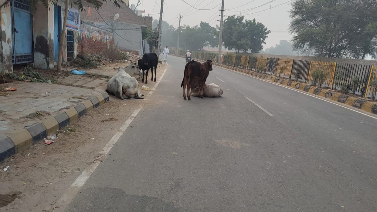 Gaushalas refused to take animals, animal capture campaign halted