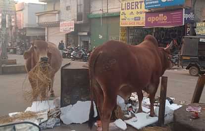 Agency will charge Rs 1400 per cow to make the city cattle free