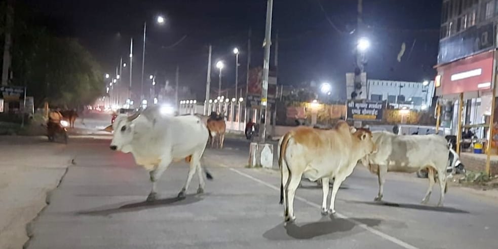 Destitute animals roaming like death in the dark of night on the streets of the city